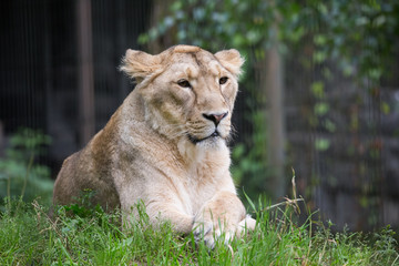 Obraz na płótnie Canvas Female lion resting on grass