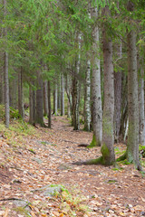 Small pathway in forest at autumn