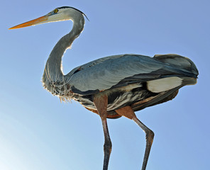 Detailed close up from lower angle of great blue heron with bent leg, beautiful underbody feathers, ruffled 'S' shaped neck, glowing orange beak, and bright yellow eye looking left against blue sky.