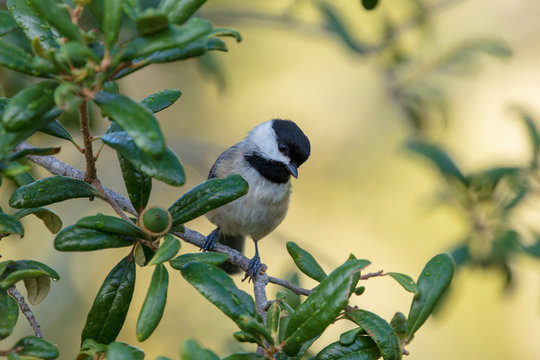 A Solitary Adorable Carolina Chickadee Songbird Searches For Insects While Perched On A Live Oak Tree Branch