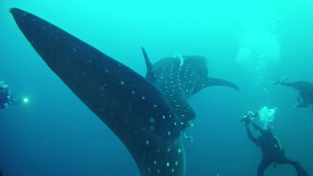 Underwater scene of a whale shark and divers making footage in Nosy Be