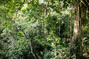 Fototapety  Tropikalna dżungla Bali Bali