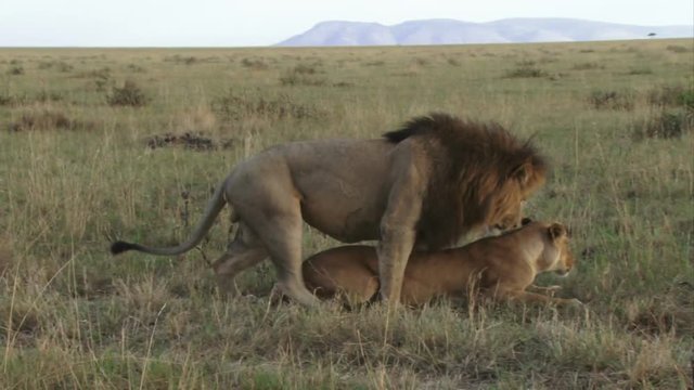 A side view of a lion couple mating in the wild.mov