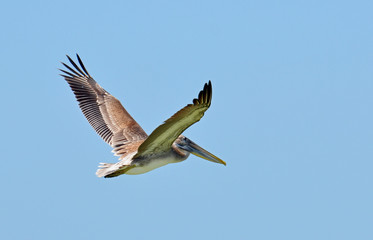 Closeup of North American brown pelican in flight with lifted wings, detailed feathers on tips and spread tail, white underbelly, and large grey and yellow bill against clear cloudless blue sky.