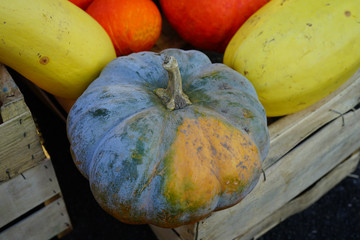 Colorful decorative pumpkins and gourds in the fall