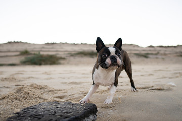 Boston Terrier spielt am Strand in Frankreich
