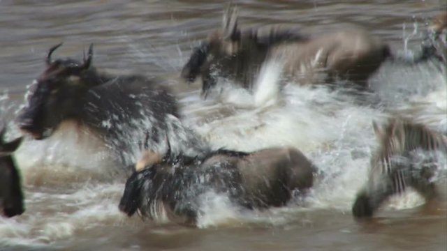 A Wildebeest Is Badly Hurt By A Crocodile While Crossing Mara River.mov