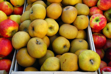 Fresh red and yellow apples at a farmers market