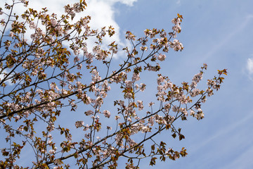 Japanese cherry Sakura blossom in springtime against a blue sky