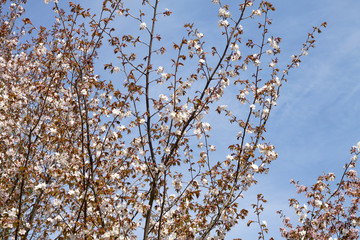 Japanese cherry Sakura blossom in springtime against a blue sky