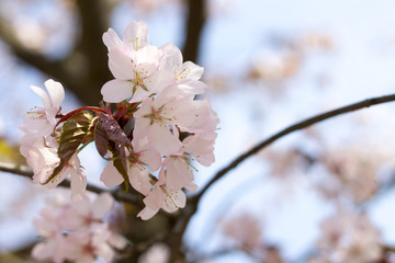 Japanese cherry Sakura blossom in spring time
