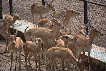 Deer in the Mysore Zoo