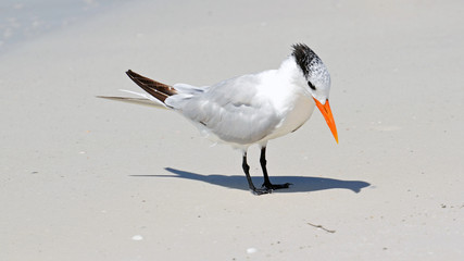 A royal tern (Laridae Thalasseus maximus) with red-orange bill, patchy winter cap, white neck, grey wings, dark brown tail and black webbed feet standing in bright sun on a sandy tan beach. 