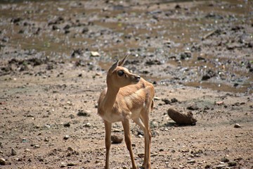 Deer in the Mysore Zoo