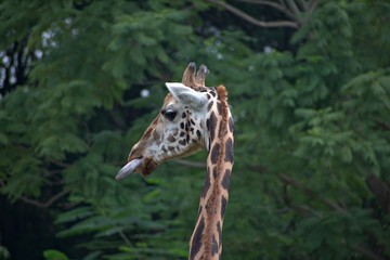 Giraffe in the Mysore Zoo
