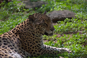 Tiger in the Mysore Zoo