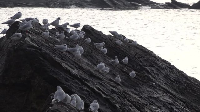 gabbiani sulle rocce fra le onde 