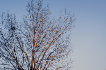 Fototapeta na wymiar Winter tree with moon at late afternoon sunset