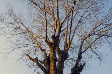 Winter tree at late afternoon sunset