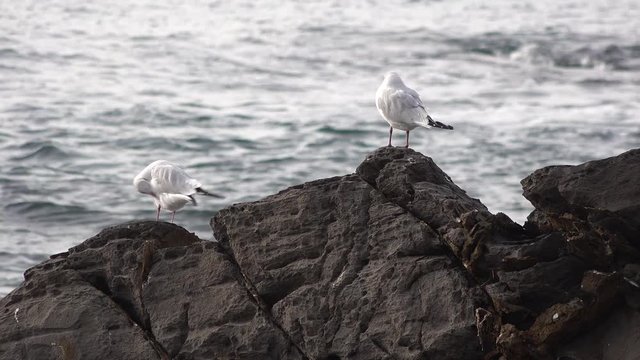 gabbiani sullo scoglio davanti al mare 
