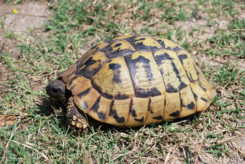 Hermann's tortoise (Testudo hermanni) in Serbia