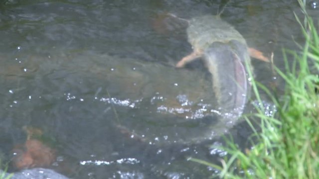 cat fish swimming in a small river.mov