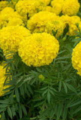 Marigold Flowers