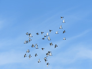 Flock of birds flying against the blue sky with clouds. Freedom and nature concept. With copy space.