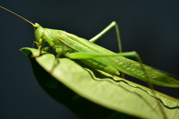 INSECT