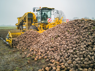 Zuckerrübenernte mit einem Rübenroder eine Landwirtschaftliche Maschine 