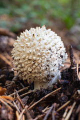 Small mushroom among the dry leaves of the forest