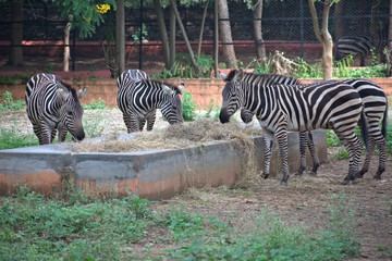 Fototapeta na wymiar Zebra in the Mysore Zoo