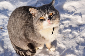 Beautiful grey cat in winter in the snow.