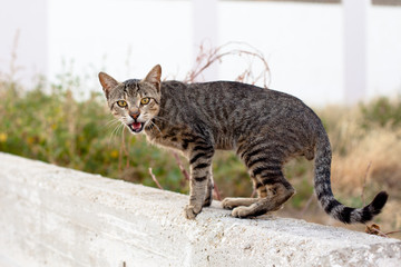 Outdoor cat