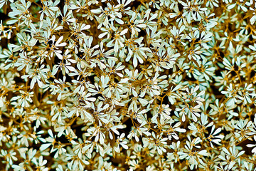 Green plant background 