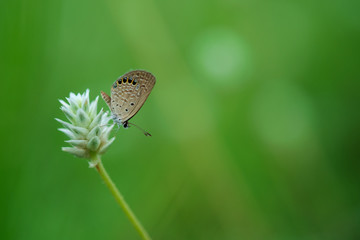 Gray moth perching on white flower