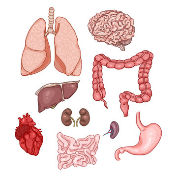 Vector Cartoon Color Set of Anatomical Human Organs