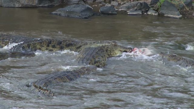 Crocodiles compete to dismantle a dead wildebeest to eat.mov