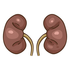Vector Cartoon Human Kidneys. Anatomical Organ Illustration.