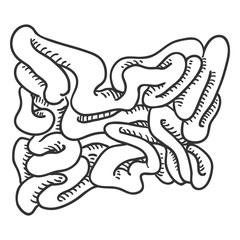 Vector Sketch Human Small Intestine . Anatomical Organ Illustration.