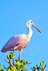 Roseate spoonbill (Platalea ajaja) with long legs, rosey light pink body, black tiped wings spread wide, curved white neck, shiny flat sunlit beak standing on mangrove branches under clear blue sky.