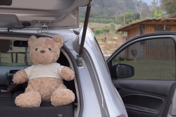 Brown bear in the back of the car
