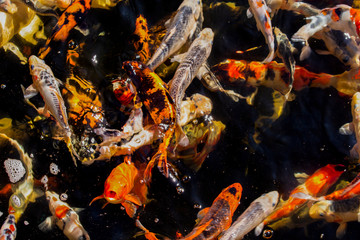 Fototapeta na wymiar Carps in a Dark Pond(Japanese Koi Fish)