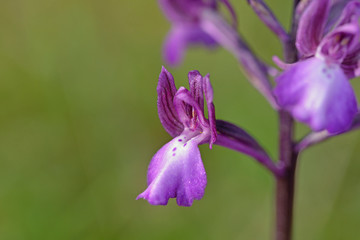 Bory´s orchid - Orchis boryi, Crete