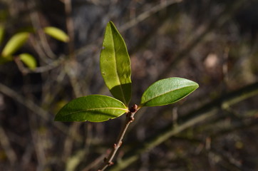 Green leaf