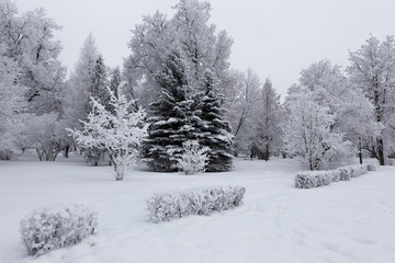 Fluffy hoarfrost on the branches of trees and shrubs in the city park. Beautiful winter landscape.