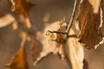 yellow vernal witch hazel flowers. hamamelis vernalis.