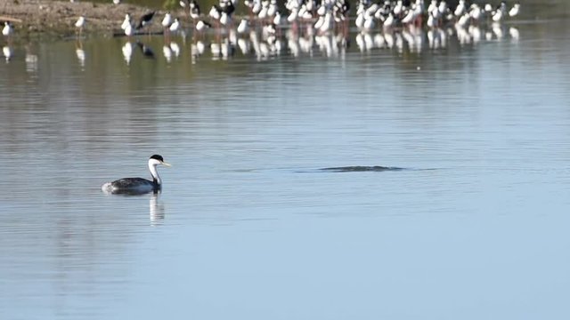 HD Video of pair of Western Grebe swimming on a calm lake.  The western grebe is the largest North American grebe.