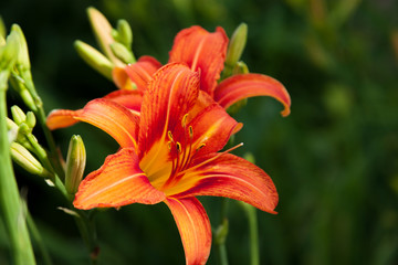 Tiger Lillies on a dark green background, closeup with blurred background.