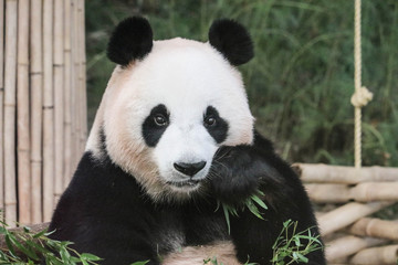 Obraz na płótnie Canvas Big panda eating green leaves close up